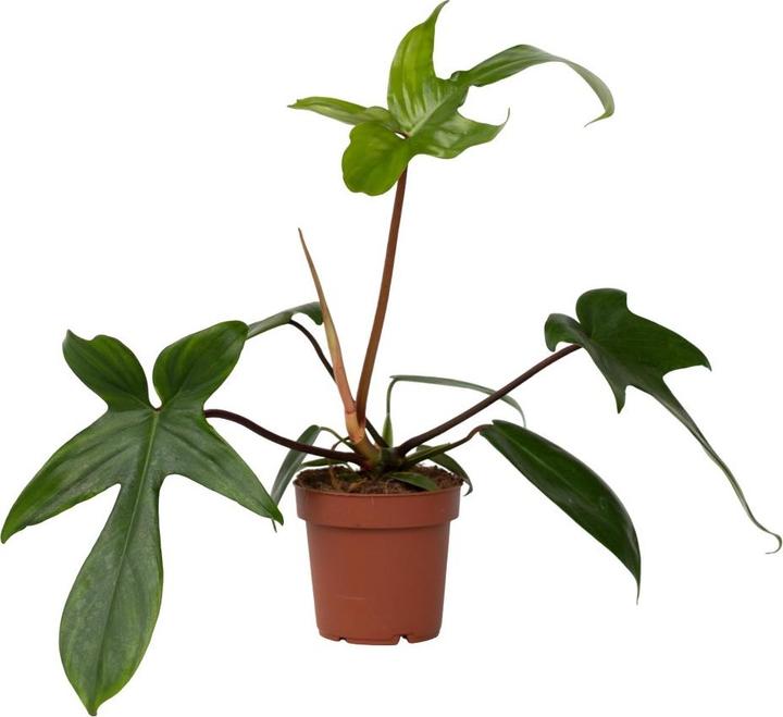 Produktbild Plant in a Box Philodendron Florida Green - Baumfreund (20 cm)