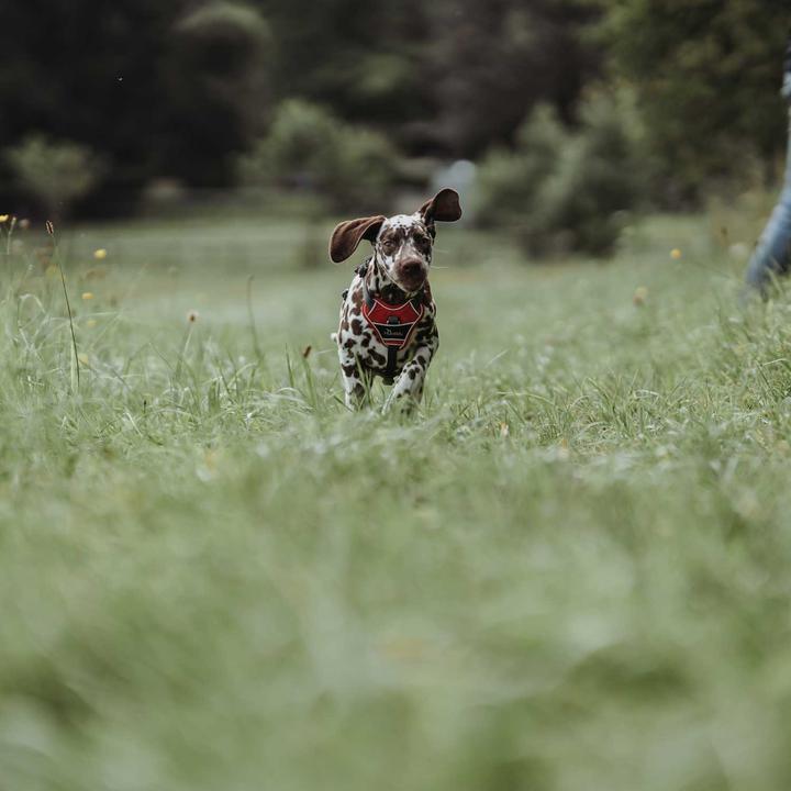 Produktbild Hunter Geschirr Divo (M, Hund, Allgemein)