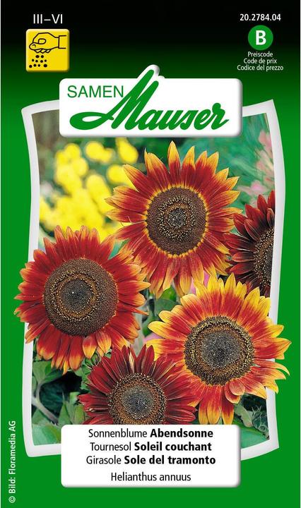 Image du produit Samen Mauser Tournesol Soleil du soir (Graines de plantes)