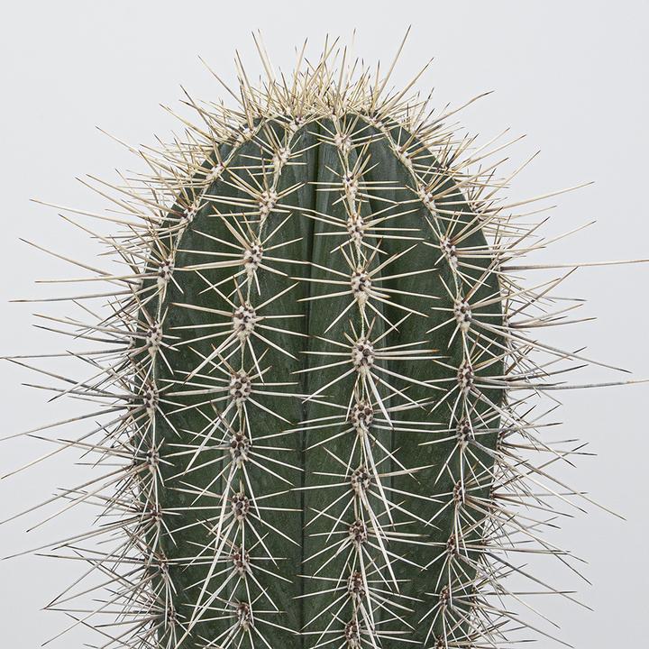 Immagine prodotto Kakteen Gautschi Pachycereus pringlei (45 cm)