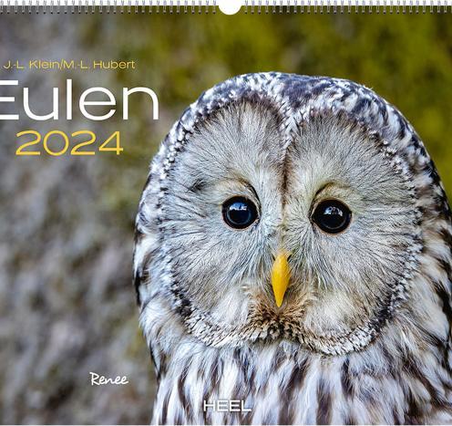 Actual product image Owls (48 x 33.5 cm, No binding, German)