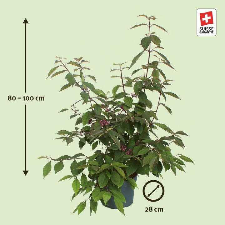 Produktbild Zulauf Schönfrucht / Callicarpa bodinieri 'Profusion' (100 cm)