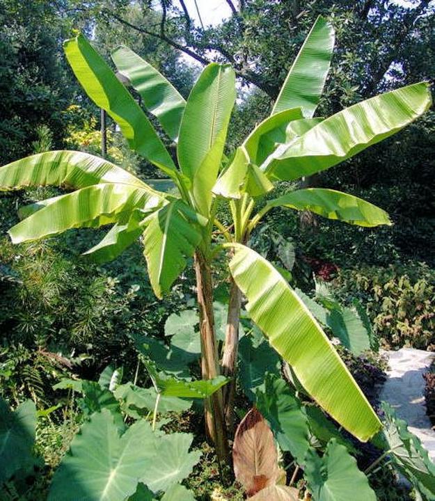 Produktbild Tropica Darjeeling Banane (Keimlinge)