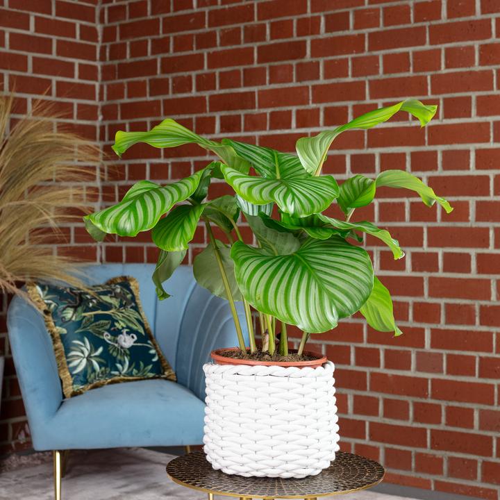 Produktbild Flowerbox Korbmarante Ornata - Calathea Orbifolia (60 cm)