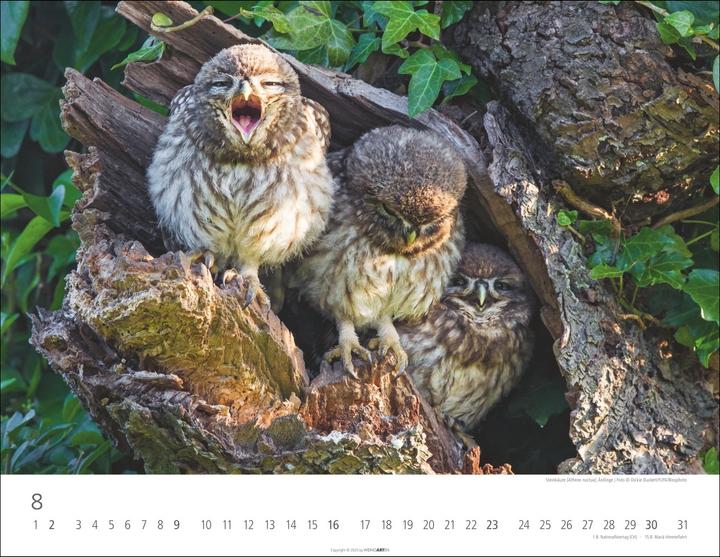 Immagine prodotto Eulen Kalender 2026 (44 x 34 cm, Copertina rigida, Tedesco, Inglese)