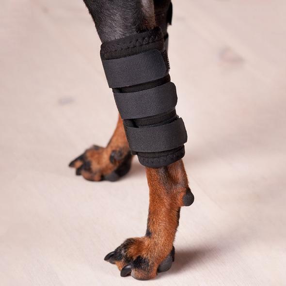 Produktbild Back on Track Gelenkschoner mit 3 Klettverschlüssen (Hund)