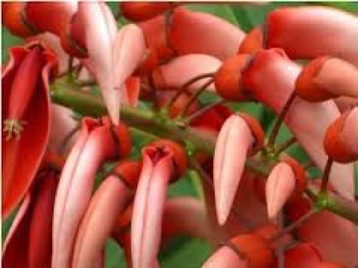 Produktbild Tropica Karibischer Korallenstrauch