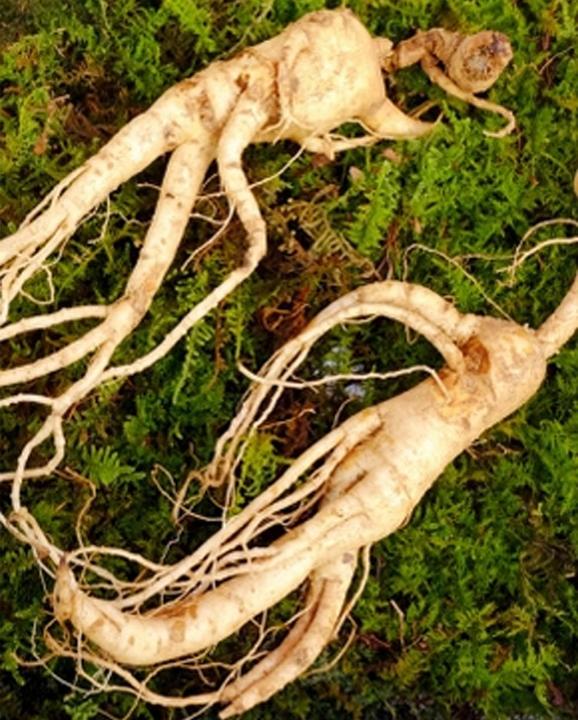 Image du produit Tropica Ginseng Panax Ginseng (Graines de plantes)
