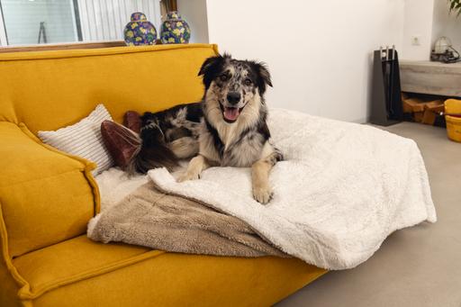 Productafbeelding Designed by Lotte Wush (Hond)