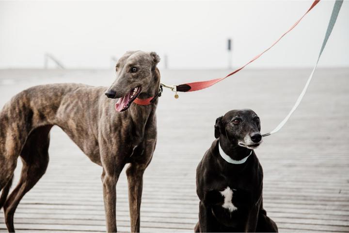 Produktbild Kentucky Dogwear Hundeleine Jacquard (140, Hund, Allgemein)