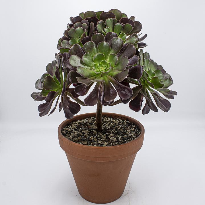 Produktbild Kakteen Gautschi Aeonium velour (20 cm)