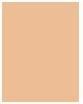 Actual product image L'Oréal Paris true match (5.W Dore Warm, 5.D)