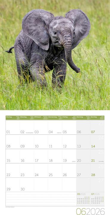 Actual product image Elefanten Kalender 2026 - 30x30 (30 x 30 cm, Hardcover, German, French, Italian, English)
