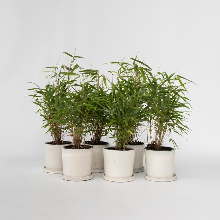 Produktbild Plant in a Box Fargesia rufa - 6er Set Schirmbambus (25 cm)