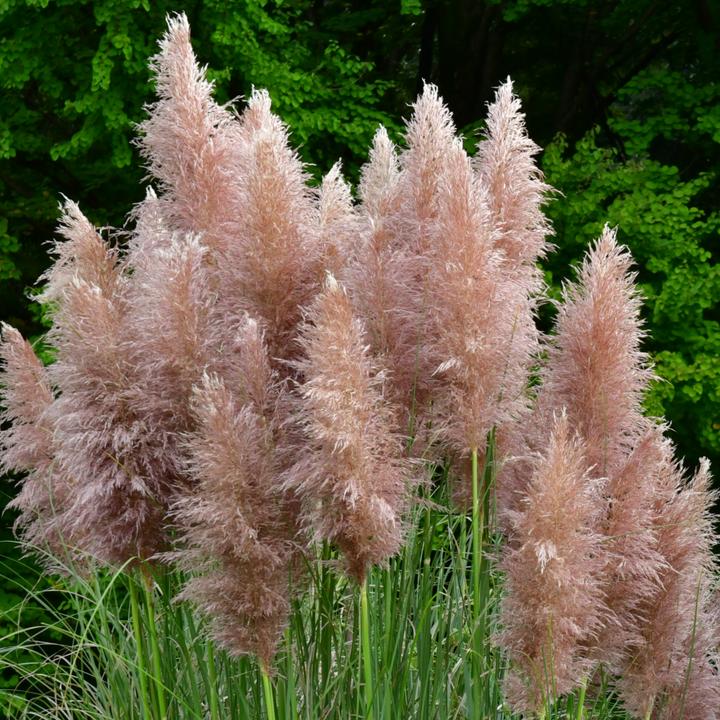 Produktbild Plant in a Box Cortaderia selloana - 6er Set Pampasgräser (25 cm)