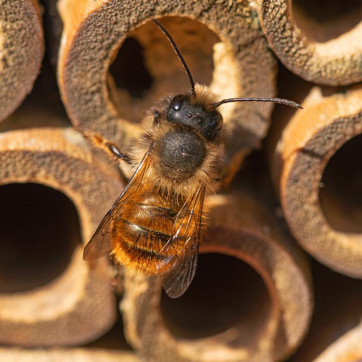 Productafbeelding Relaxdays Insectenhotel (Bijen)