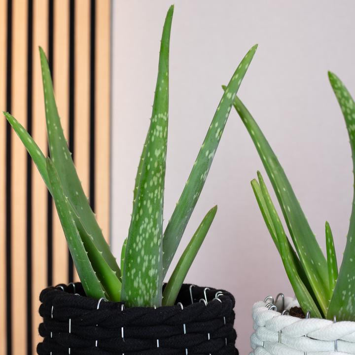 Image du produit Flowerbox Lot de 2 Aloès véritables - Aloe vera (40 cm)