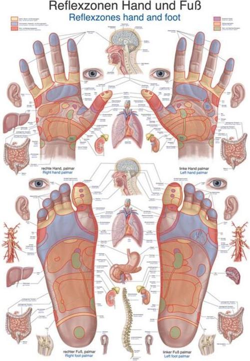 Actual product image Erler Zimmer Teaching board reflex zones hand and foot, 70x100cm