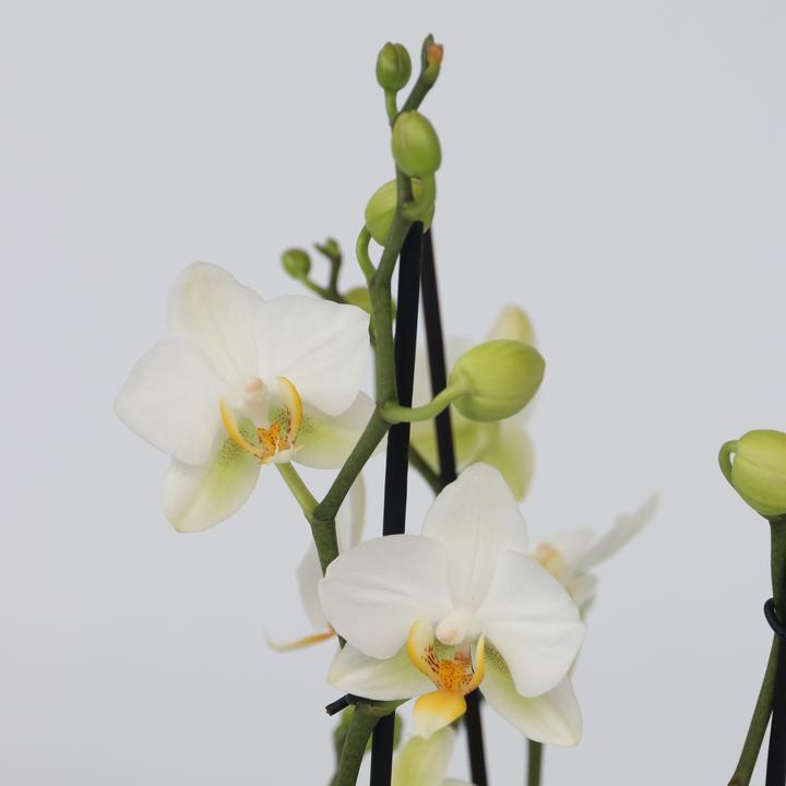 Produktbild Plant in a Box Phalaenopsis Multiflora - Schmetterlingsorchidee (35 cm)