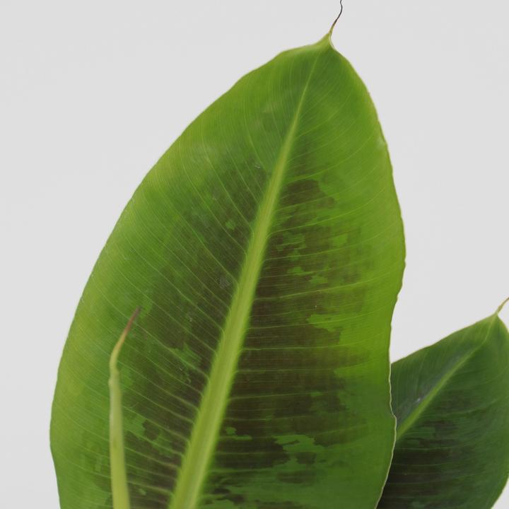 Immagine prodotto Plant in a Box Musa Orientale Nana - Set di 4 banane nane (25 cm)