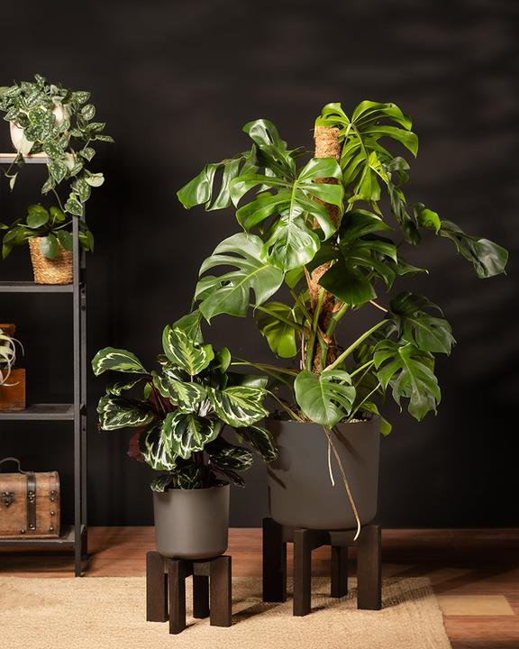 Produktbild feey Grosse Calathea Roseopicta (65 cm, Frisch umgetopft, Tierfreundlich)