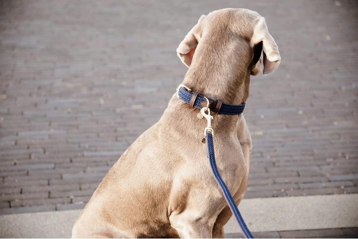 Produktbild Kentucky Dogwear Geknüpfte Nylon Hundeleine (L, Hund)