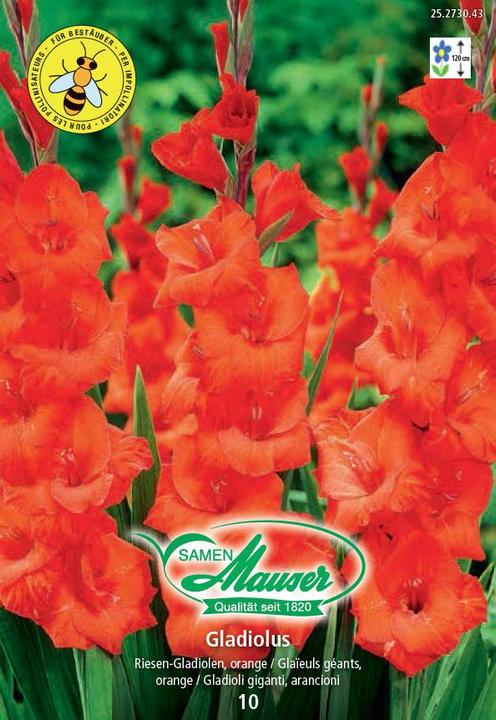 Samen Mauser Glaïeuls (Graines de fleurs)