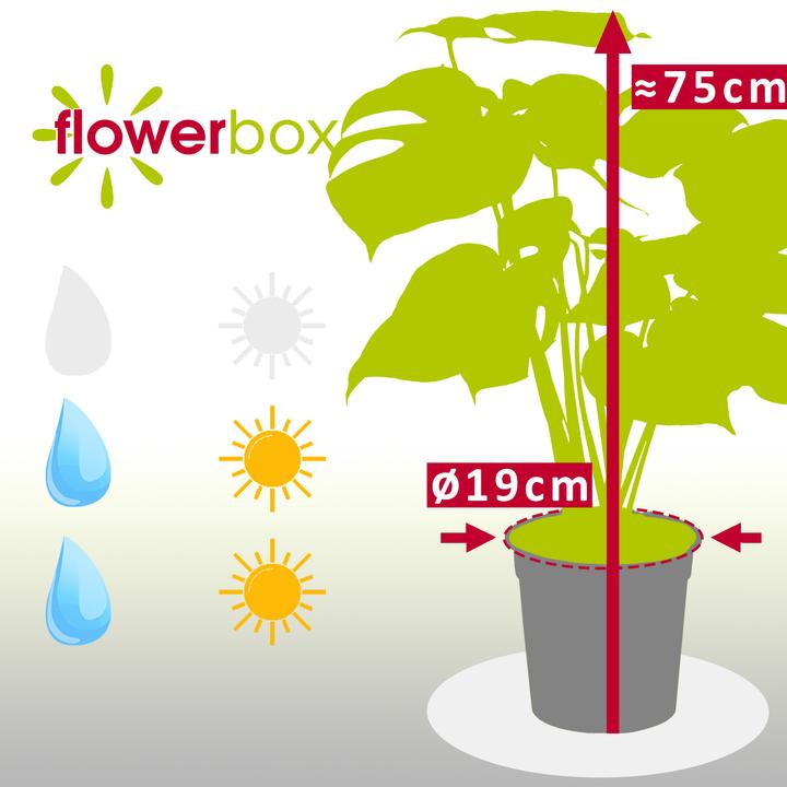 Produktbild Flowerbox Fensterblatt - Monstera Deliciosa (75 cm)