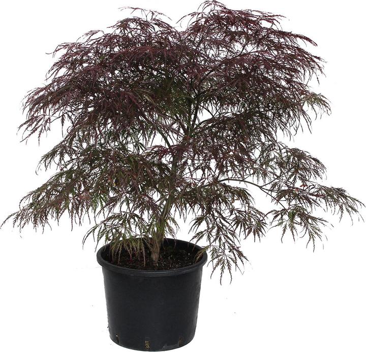 Immagine prodotto Zulauf Japanischer Fächer-Ahorn / Acer palmatum 'Garnet' (80 cm)