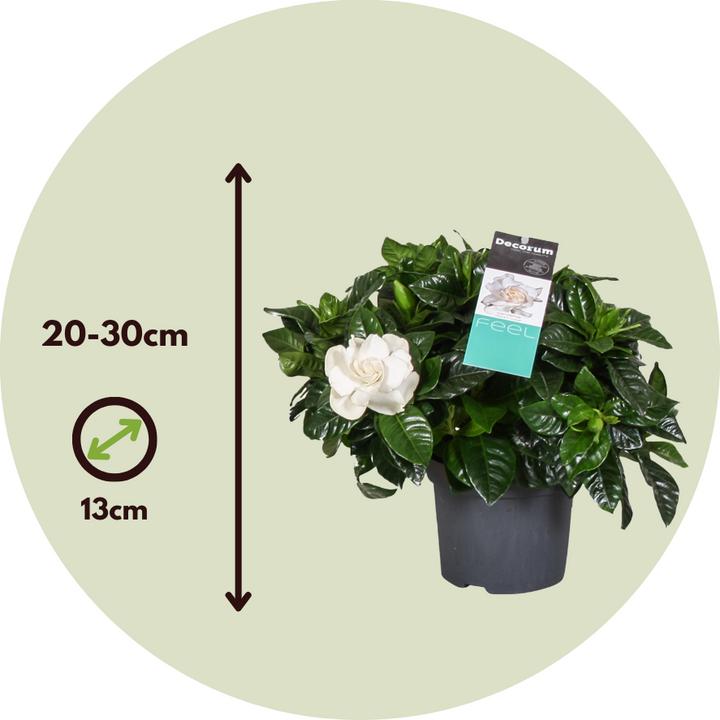 Produktbild Plant in a Box Gardenia Jasminoides (20 cm)