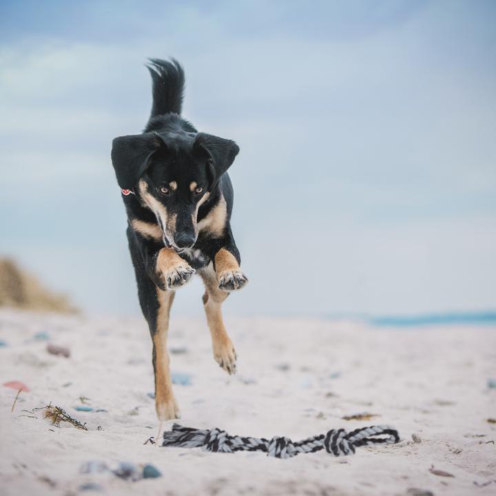 Produktbild Relaxdays Hundeseil (Zerrspielzeug Hund)