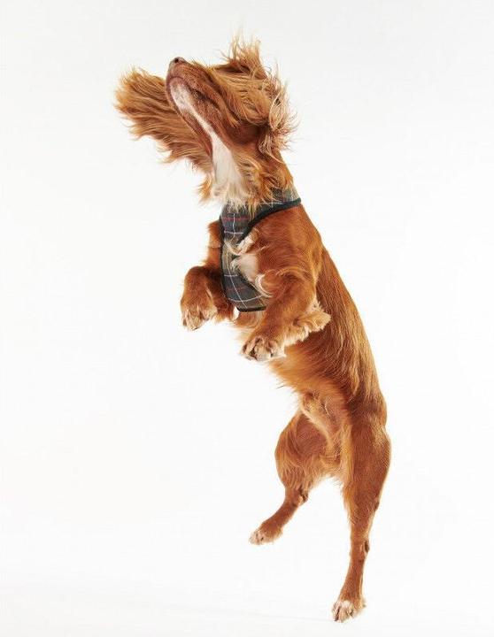 Immagine prodotto Barbour Pettorina per cani Tartan (L, Cane)