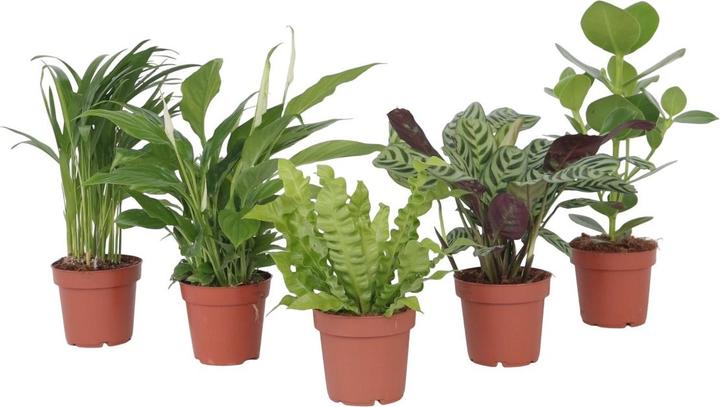 Plant in a Box Areca, Asplenium, Clusia, Philodendron, Spathiphyllum - 5 mix di piante che purificano l'aria (25 cm)