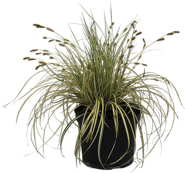 Produktbild Zulauf Carex morrowii 'Variegata' / Japan-Segge 'Variegata' (20 cm)