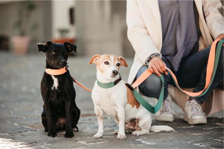 Produktbild Kentucky Dogwear Hundeleine Jacquard (140, Hund, Allgemein)