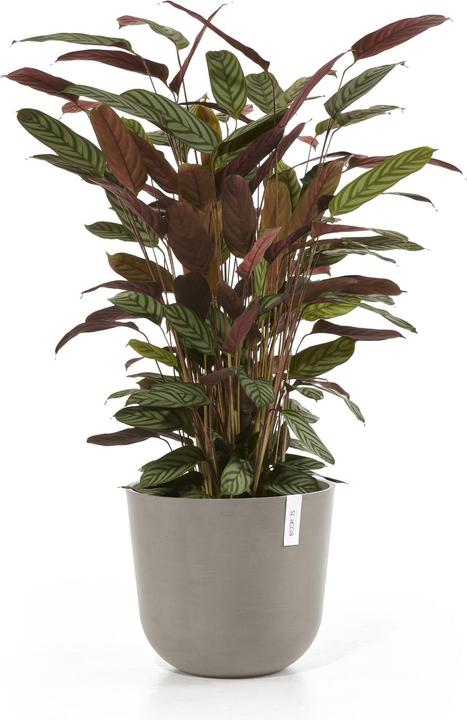 Produktbild Ecopots Oslo (25 cm)