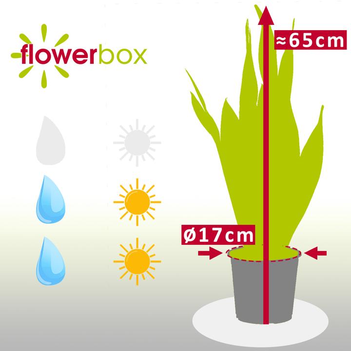 Immagine prodotto Flowerbox Canapa a fiocco - Sansevieria trifasciata Laurentii (65 cm)
