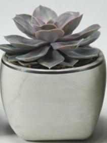 Echeveria en pot céramique Dublin blanc P12