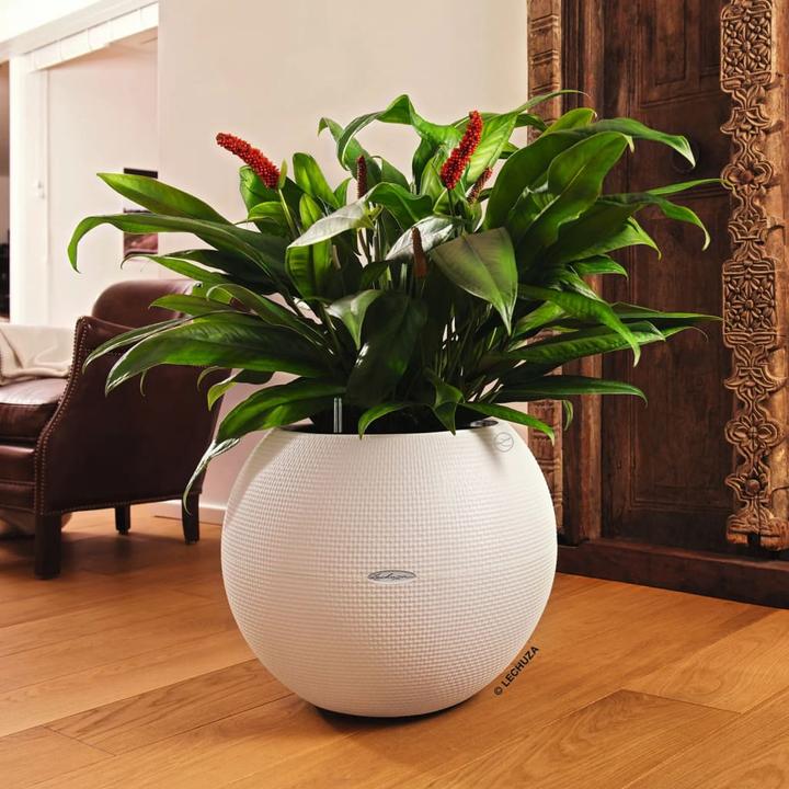 Produktbild Lechuza PURO Color 50 (49 cm)