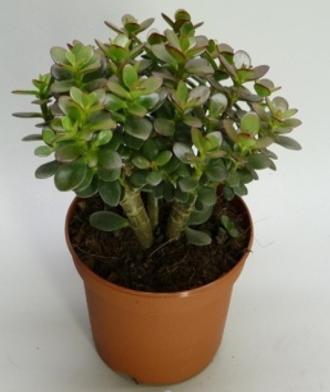 Immagine prodotto Albero dei soldi (25 cm)