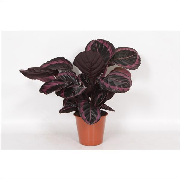 Image du produit Calathea roseopicta Surprisestar (45 cm)