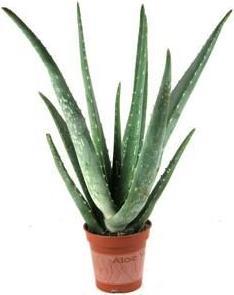 Immagine prodotto Aloe vera (40 cm)