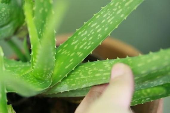 Immagine prodotto Aloe vera (40 cm)