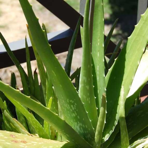 Immagine prodotto Aloe vera (40 cm)