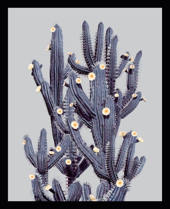 G&C Gallery Cactus Flower (70 x 50 cm)