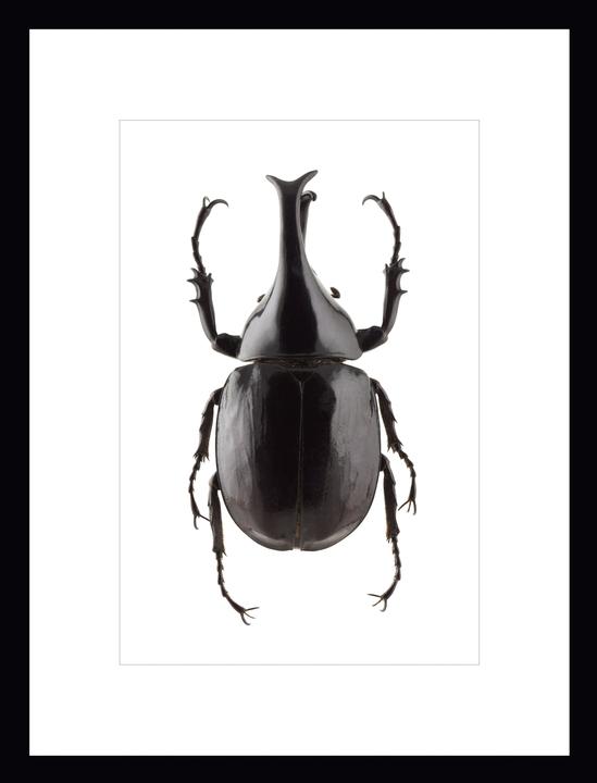 Produktbild G&C Gallery Beetle III (30 x 40 cm)