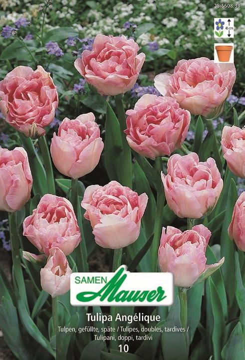 Samen Mauser Angelique, Frühe, gefüllte Tulpe, 10 Zwiebeln (Blumensamen)