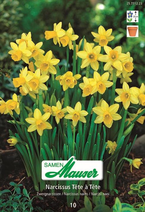 Samen Mauser Narcissus Tête-à-Tête (Blumenzwiebel)