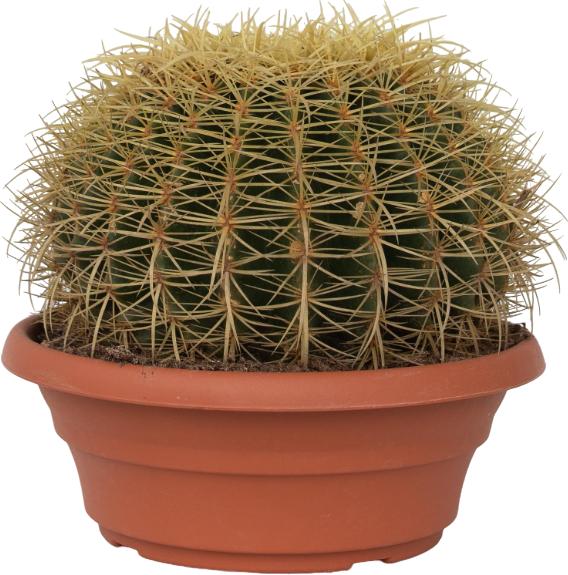 Actual product image Plant in a Box Echinocactus grusonii - Golden globe cactus (25 cm)