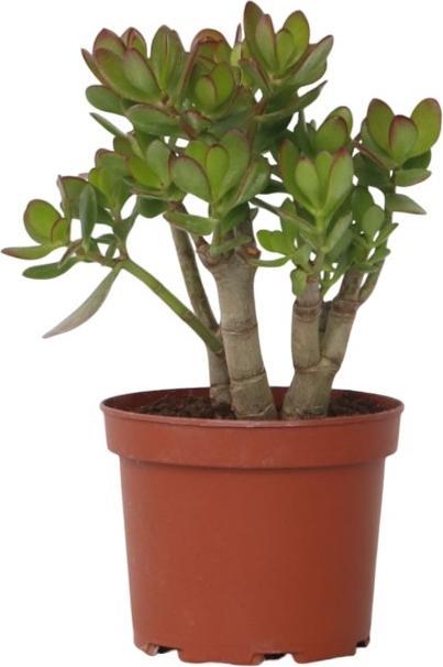 Immagine prodotto Plant in a Box Crassula ovata Minor - Pianta di giada (30 cm)